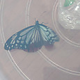 Img_03092021_080455_3000_x_1688_